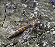 Flying Insects